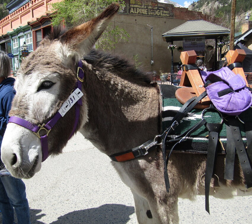 Bluebell the burro poses for photos before the race.
